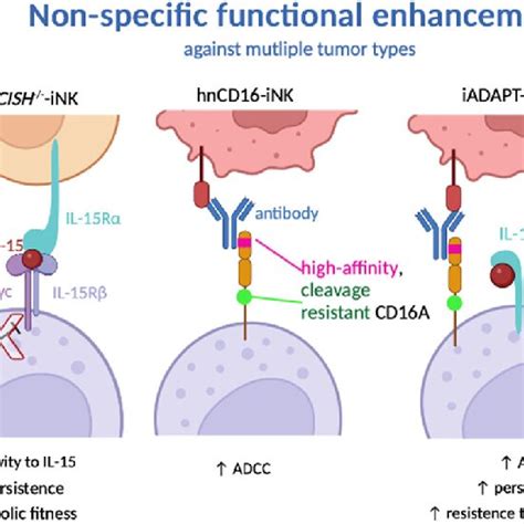 Summary of mentioned clinical trials with adoptive NK cell therapy | Download Scientific Diagram