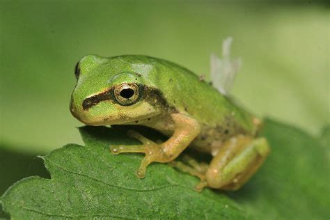 Japanese Tree Frog Jawaka0 Flickr