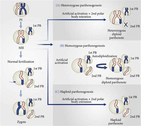 Parthenogenesis Definition Types Of Parthenogenesis