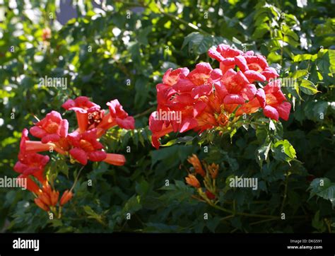 Trumpet Vine Or Trumpet Creeper Campsis Radicans Bignoniaceae