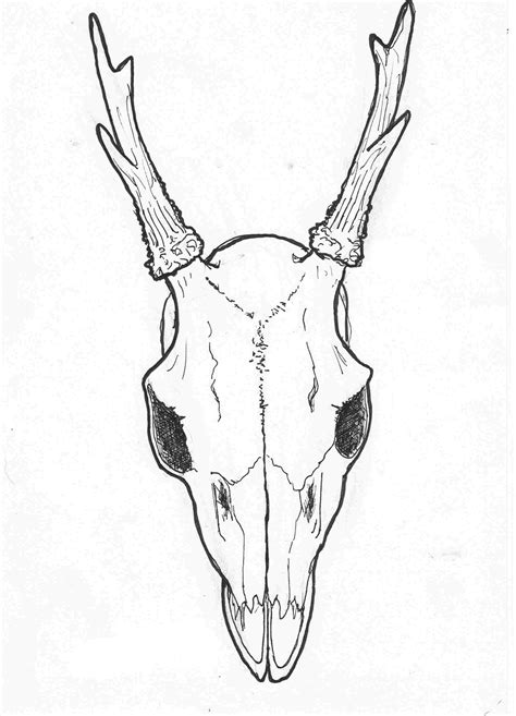 Deer Skull Drawing Easy At Paintingvalley Explore Collection Of