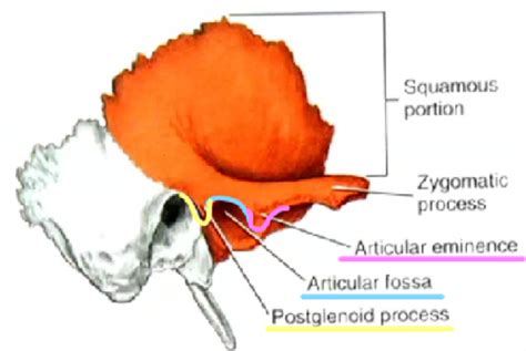 Week Temporomandibular Joint Tmj Flashcards Quizlet