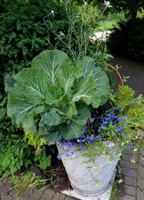 21 Creative Container Gardening Vegetables Ideas You Cannot Miss Sharonsable