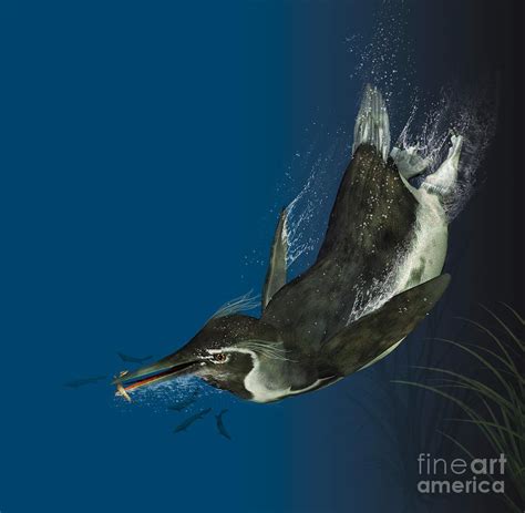 Crested Penguin Catching Prey, Artwork Photograph by Claus Lunau - Fine Art America