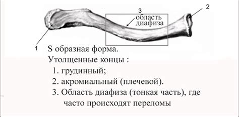 При переломе ключицы у детей повязка: Лечение перелома ключицы у детей ...