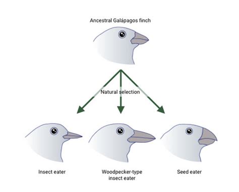 BIOL 108 Topic 8 Speciation Flashcards Quizlet