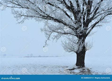 Tree Without Leaves In Winter Stock Image Image Of Baltic