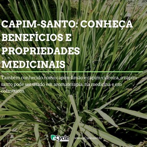 Capim Santo Benef Cios E Propriedades Medicinais Ecycle Capim