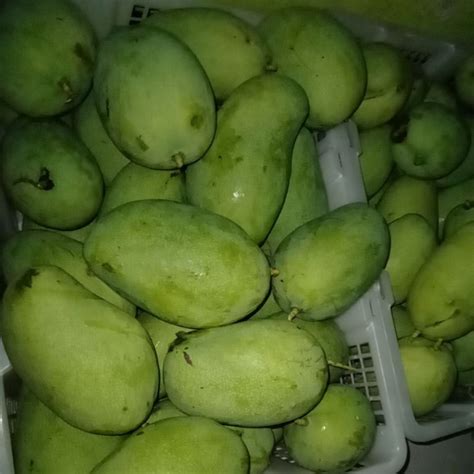 Jual Buah Mangga Jawa 1 Kg Shopee Indonesia