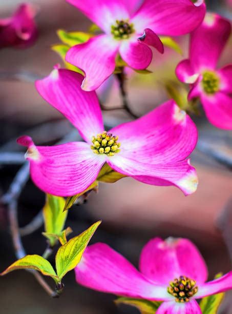 Purple Dogwood Tree Stock Photos, Pictures & Royalty-Free Images - iStock