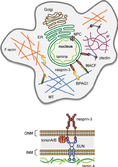 Schematic Representation Of The Interactions Of Nesprin In Cells