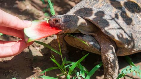 La tortuga puede comer sandía Todo lo que necesitas saber Vida con