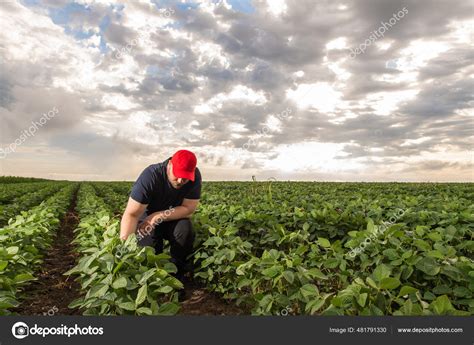 Farmer Soybean Fields Growth Outdoor Stock Photo Fotokostic