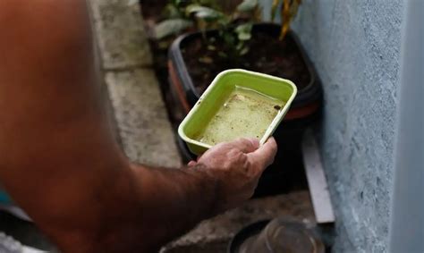 Dengue Conheça Os Principais Sintomas E Saiba Como Se Proteger Do Vírus