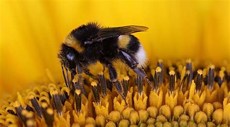 How Long Do Bumblebees Live Waiting For Bumblebees To Clear Out