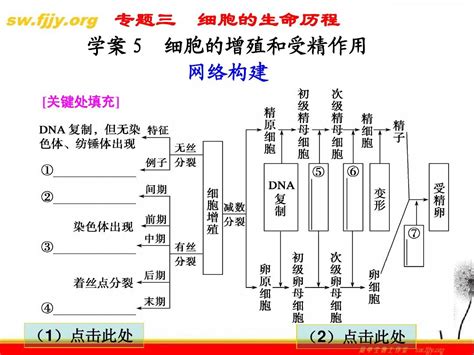 《金牌学案》2012届高考生物二轮专题复习课件：知识专题3学案5 细胞的增殖和受精作用word文档在线阅读与下载无忧文档