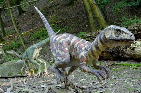 images gratuites reptile iguane faune dinosaure tyrannosaure la