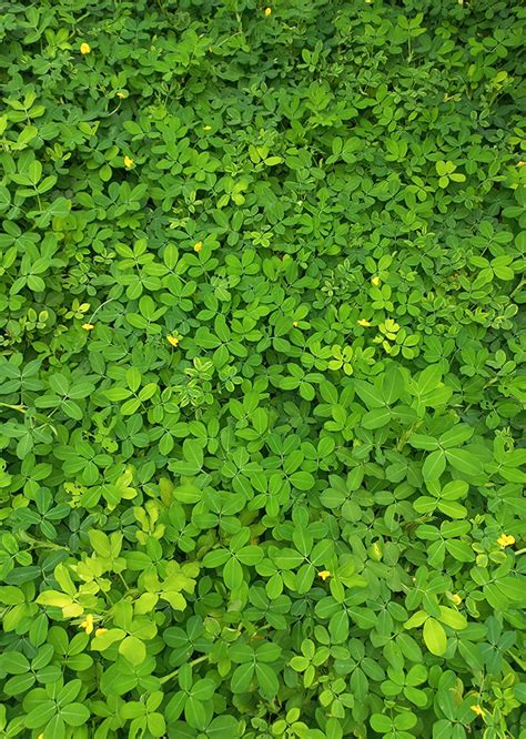 Arachis Pintoi