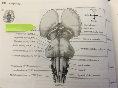 Lecture Brainstem Intro Flashcards Quizlet