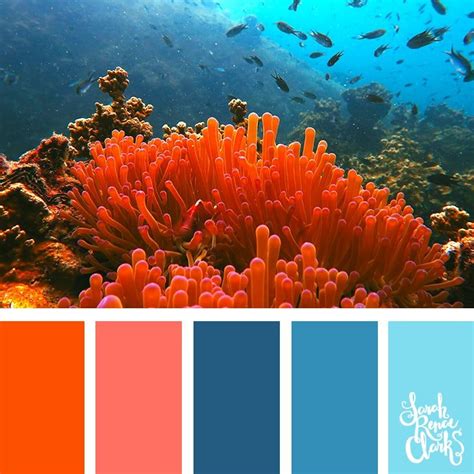 Coral Color Scheme Explore The Beautiful Colors Of The Ocean With