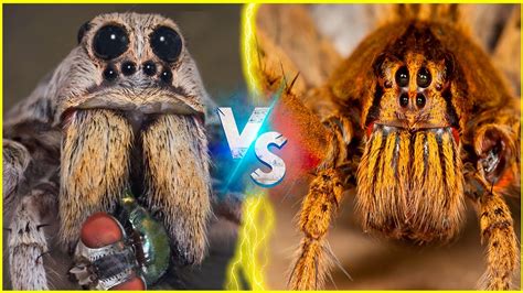Diferença Entre Aranha Lobo E Armadeira - ARANHA ARMADEIRA VS ARANHA LOBO - YouTube