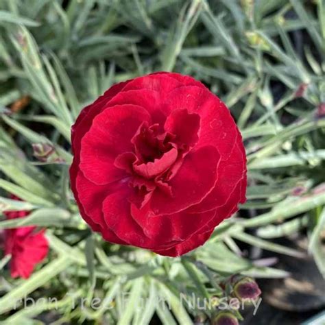 Dianthus Caryophyllus Scent First Coral Reef Urban Tree Farm Nursery