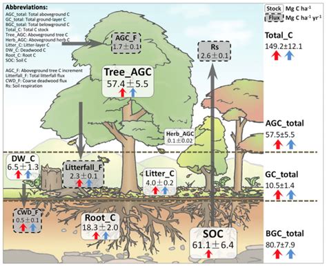 Planting A Mix Of Tree Species Could Double Forest Carbon Storage