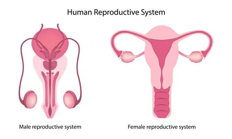 Reproductive System - Staying Alive