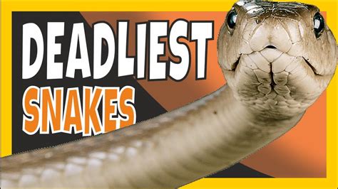 Top10 Most Deadliest Snakes In The World 🐍💀 Youtube