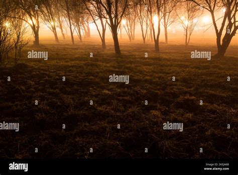 Spooky bright forest at night Stock Photo - Alamy