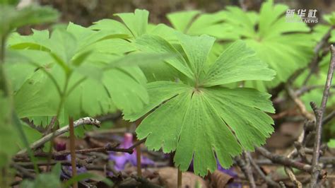 秦岭太白山发现国家一级重点保护植物独叶草 凤凰网视频 凤凰网