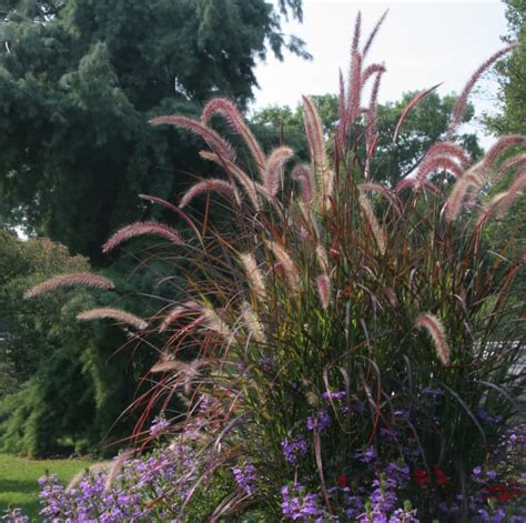 Ornamental Grasses A Unique Landscaping Choice Dengarden