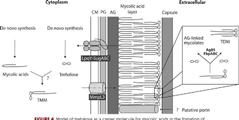 Figure 1 From Genetics Of Mycobacterial Trehalose Metabolism