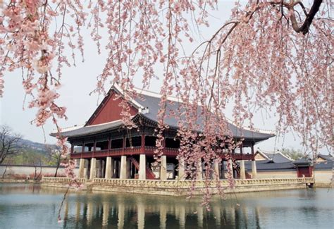 TOP Locations for Cherry Blossom in Korea