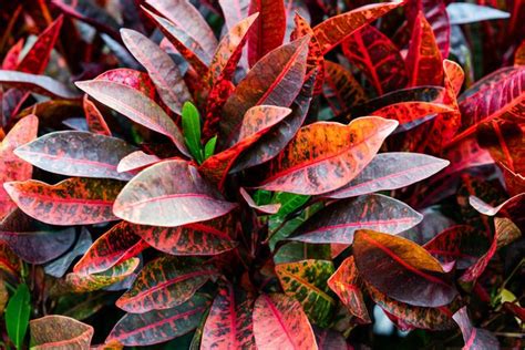 9 Gorgeous Non Green Plants You Can Grow For A Colorful Garden