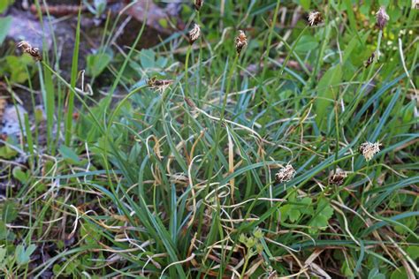 Carex Nigricans Picturethis