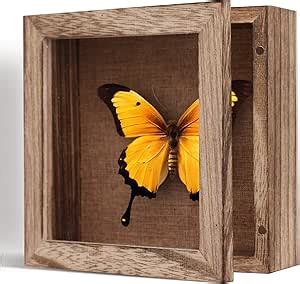 Amazon X Small Shadow Box Frame Display Case Magnetic Door