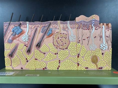 Integumentary System Model Anat Lab Practicum Diagram Quizlet