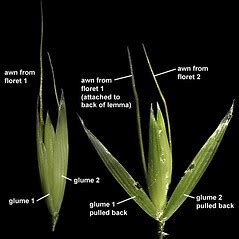 Avena Fatua Wild Oat Go Botany