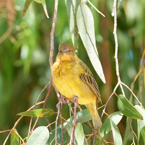 Premium Photo African Golden Weaver African Golden Weaver In Latin