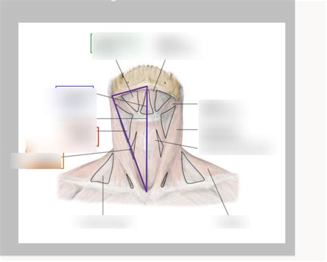 Anterior Cervical Triangle Subdivisions Diagram Quizlet