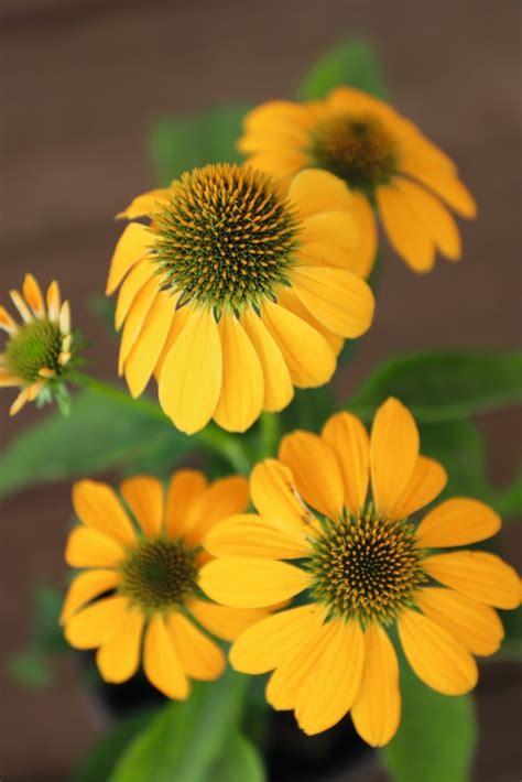 Pollynation™ Yellow Coneflower Faller Landscape