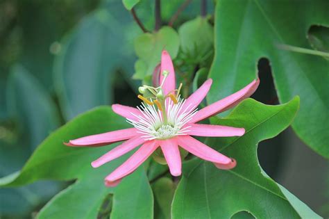 Pink Passion Flower Photograph By Henry Hemming Pixels