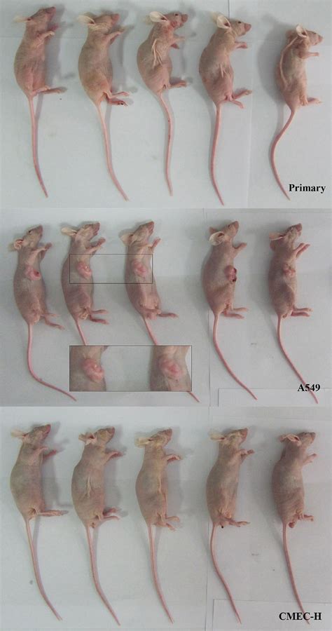 Tumorigenicity Assay In Nude Mice Of The First Experiment The