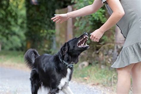 ways to dog biting without vet