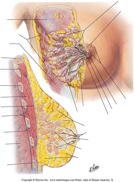 Tri Gross Anatomy Mammary Gland Diagram Quizlet