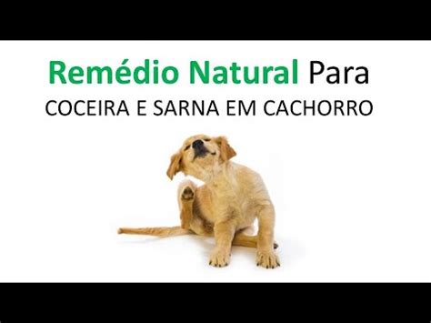 Como CURAR Coceira em CACHORROS Remédio CASEIRO YouTube