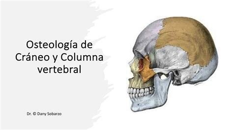 Osteología de Cráneo y Columna Vertebral Javiera uDocz