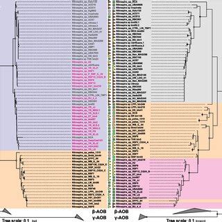 Maximum Likelihood Phylogenetic Trees Of Nitrospira Spp Based On