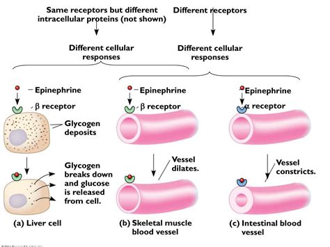 Ppt Chp Hormones The Endocrine System Review Chp Cell